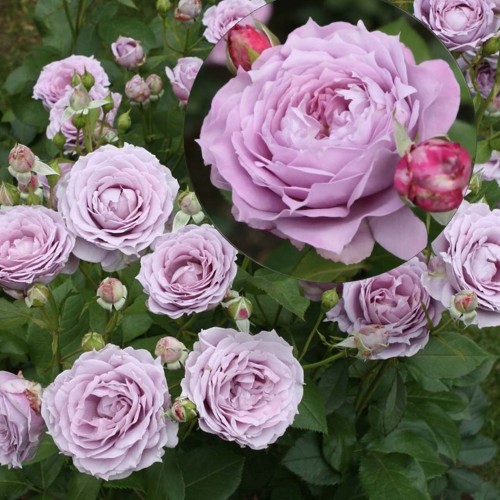 Rosa 'Novalis' - Roos 'Novalis' C4/4L